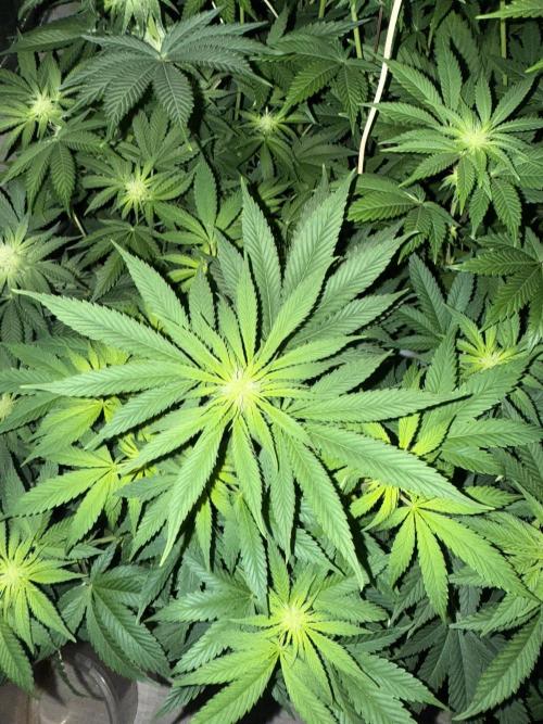 Seguimiento Royal Queen Seeds y Plagron. Week 6 - Purple Punch