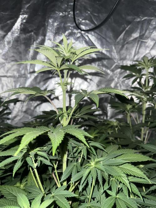 Seguimiento Royal Queen Seeds y Plagron. Week 6 - Isla Mirage