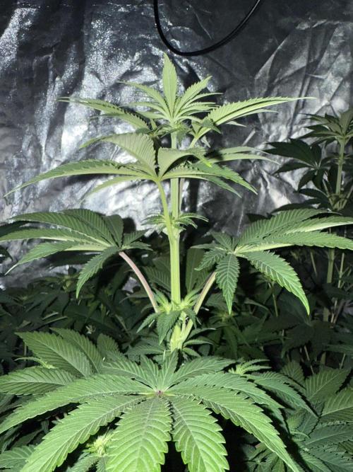 Seguimiento Royal Queen Seeds y Plagron. Week 6 - Isla Mirage