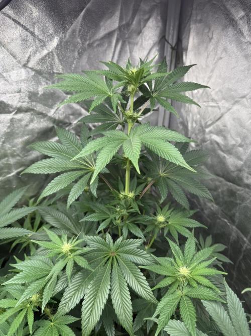 Seguimiento Royal Queen Seeds y Plagron. Week 6 - Isla Mirage