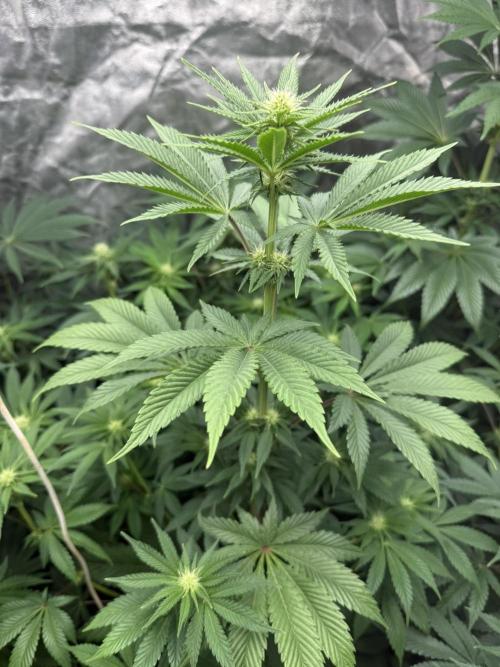 Seguimiento Royal Queen Seeds y Plagron. Week 6 - Isla Mirage