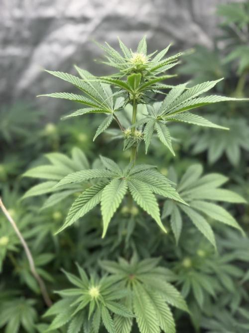 Seguimiento Royal Queen Seeds y Plagron. Week 6 - Isla Mirage