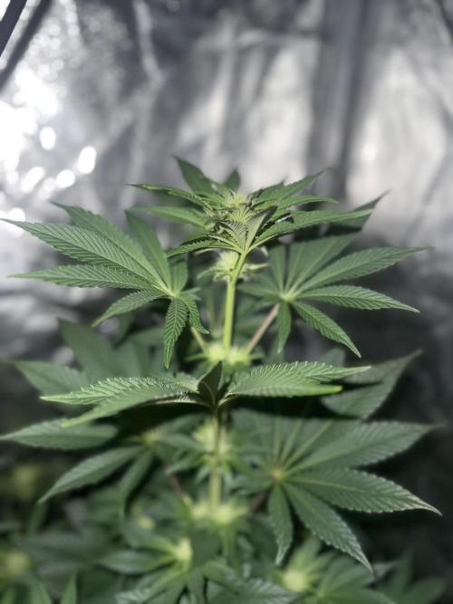 Seguimiento Royal Queen Seeds y Plagron. Week 6 - Isla Mirage