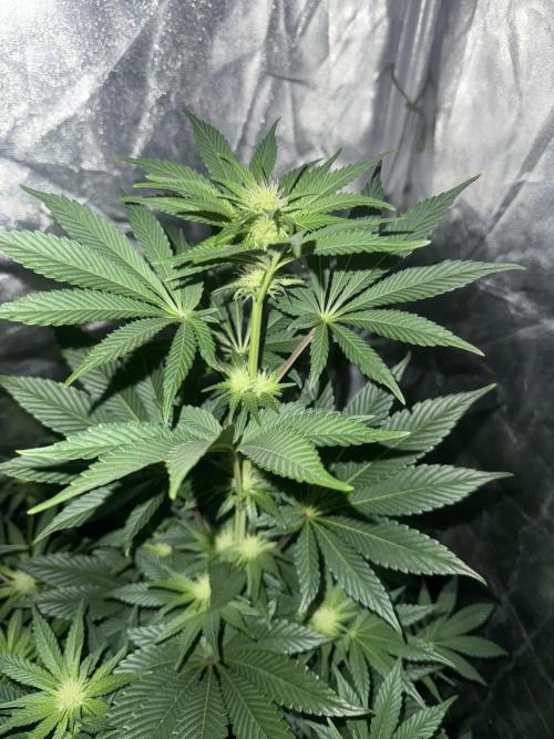 Seguimiento Royal Queen Seeds y Plagron. Week 6 - Isla Mirage