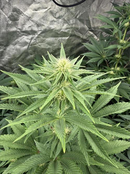 Seguimiento Royal Queen Seeds y Plagron. Week 7 - Isla Mirage