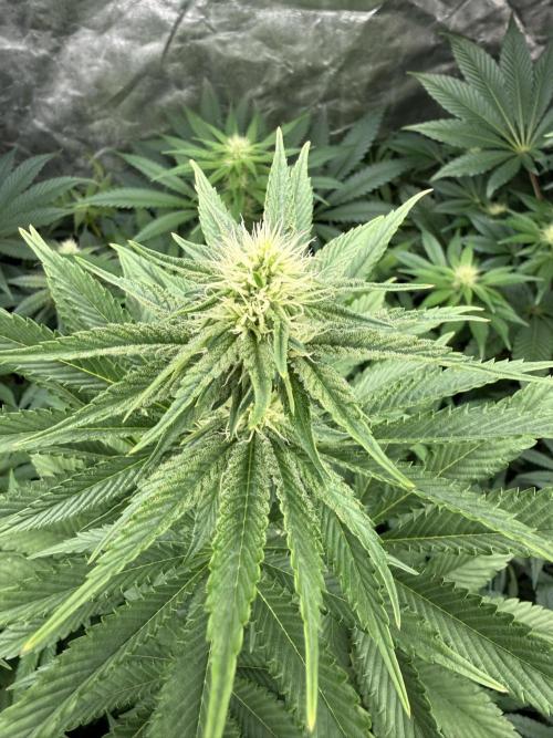 Seguimiento Royal Queen Seeds y Plagron. Week 7 - Isla Mirage
