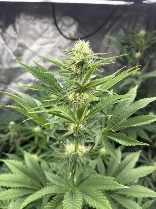 Seguimiento Royal Queen Seeds y Plagron. Week 7 - Isla Mirage