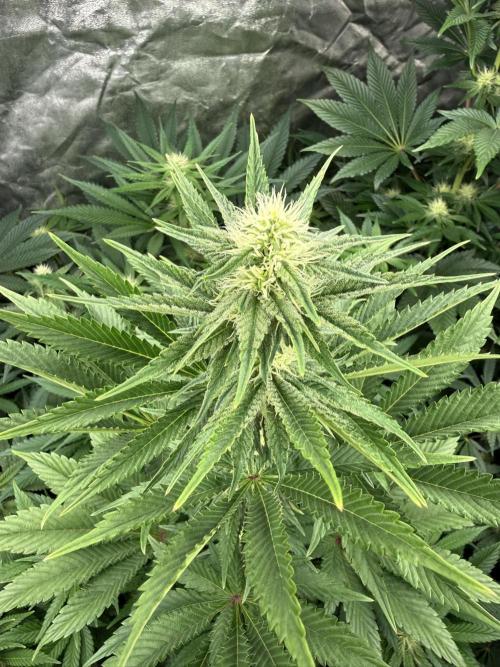 Seguimiento Royal Queen Seeds y Plagron. Week 7 - Isla Mirage