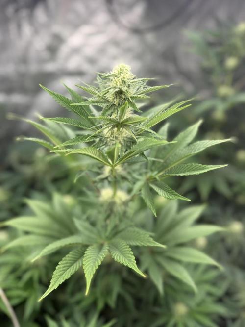 Seguimiento Royal Queen Seeds y Plagron. Week 7 - Isla Mirage