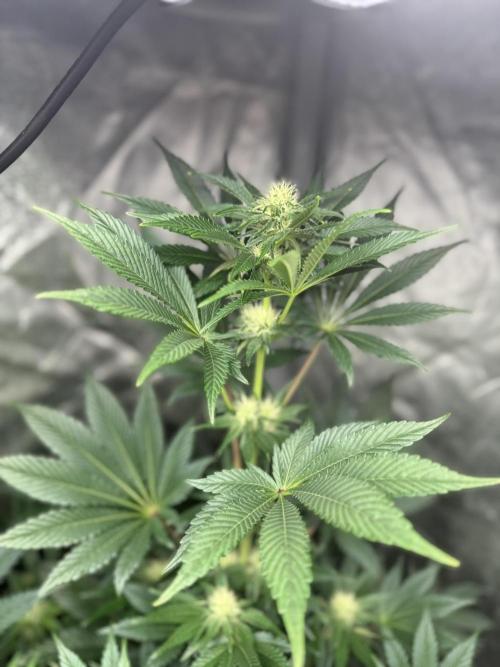 Seguimiento Royal Queen Seeds y Plagron. Week 7 - Isla Mirage