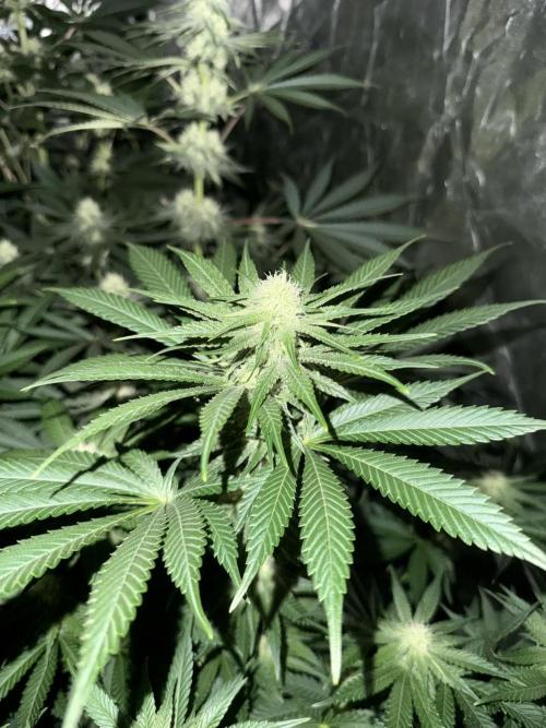 Seguimiento Royal Queen Seeds y Plagron. Week 7 - Purple Punch