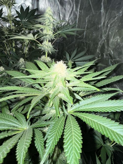Seguimiento Royal Queen Seeds y Plagron. Week 7 - Purple Punch