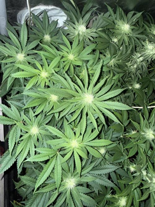 Seguimiento Royal Queen Seeds y Plagron. Week 7 - Purple Punch