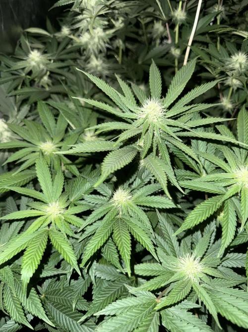 Seguimiento Royal Queen Seeds y Plagron. Week 7 - Purple Punch