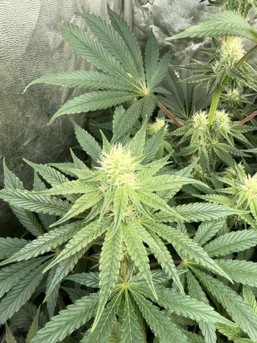Seguimiento Royal Queen Seeds y Plagron. Week 7 - Sticky Queen