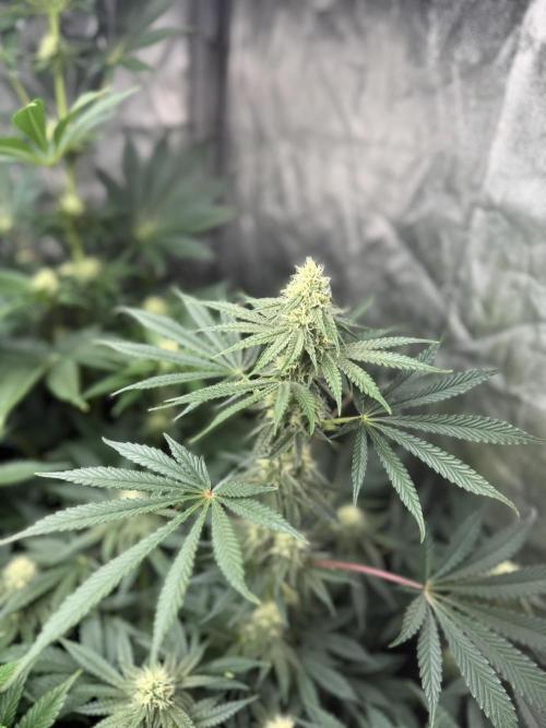 Seguimiento Royal Queen Seeds y Plagron. Week 7 - Sticky Queen