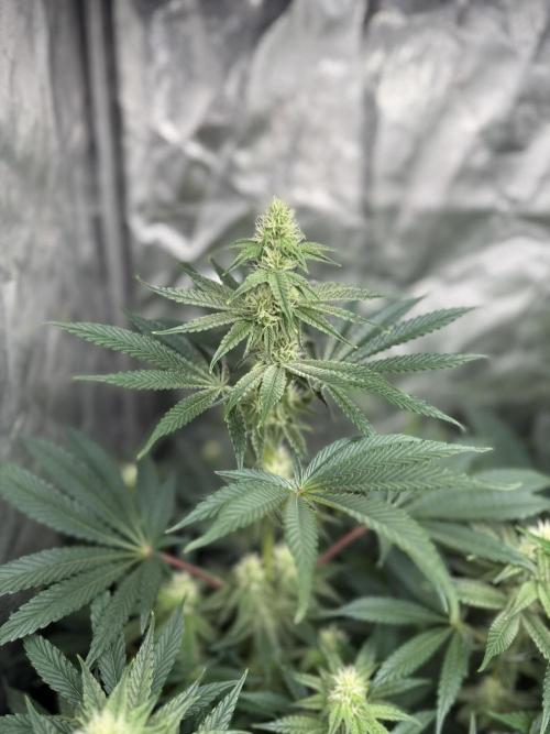 Seguimiento Royal Queen Seeds y Plagron. Week 7 - Sticky Queen