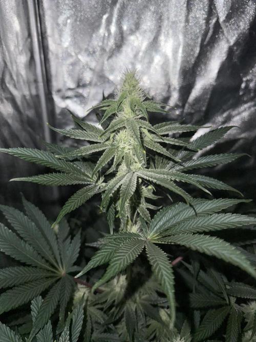 Seguimiento Royal Queen Seeds y Plagron. Week 7 - Sticky Queen