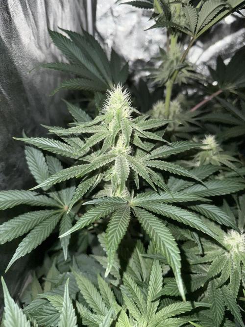 Seguimiento Royal Queen Seeds y Plagron. Week 7 - Sticky Queen