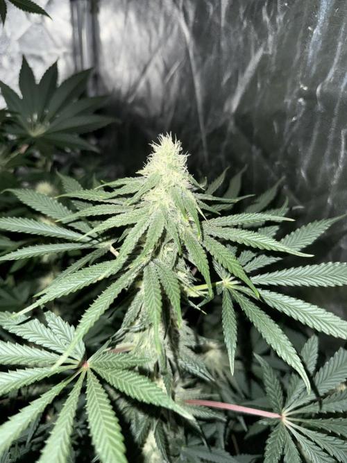 Seguimiento Royal Queen Seeds y Plagron. Week 7 - Sticky Queen