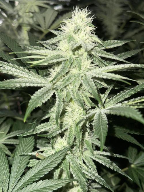 Seguimiento Royal Queen Seeds y Plagron. Week 8 - Sticky Queen
