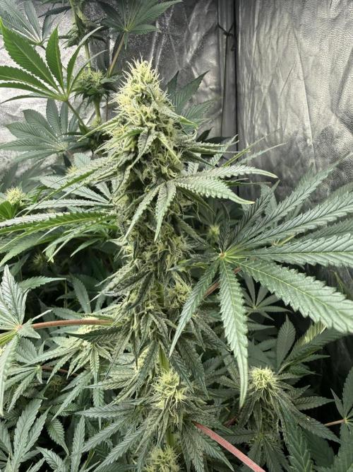 Seguimiento Royal Queen Seeds y Plagron. Week 8 - Sticky Queen