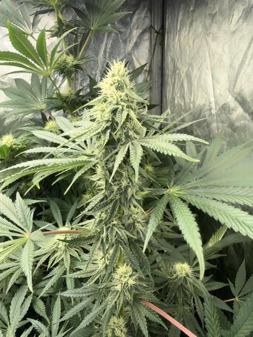 Seguimiento Royal Queen Seeds y Plagron. Week 8 - Sticky Queen