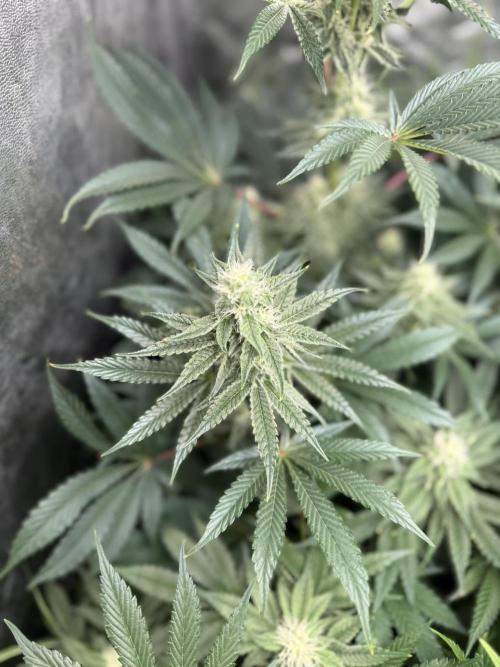 Seguimiento Royal Queen Seeds y Plagron. Week 8 - Sticky Queen