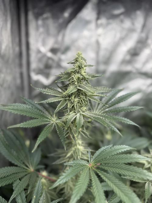 Seguimiento Royal Queen Seeds y Plagron. Week 8 - Sticky Queen