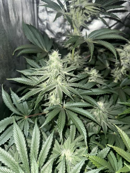 Seguimiento Royal Queen Seeds y Plagron. Week 8 - Sticky Queen
