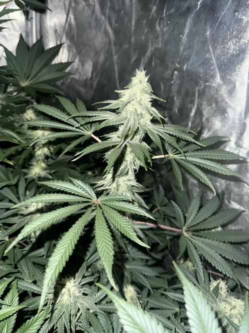 Seguimiento Royal Queen Seeds y Plagron. Week 8 - Sticky Queen