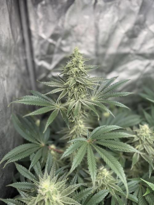 Seguimiento Royal Queen Seeds y Plagron. Week 8 - Sticky Queen