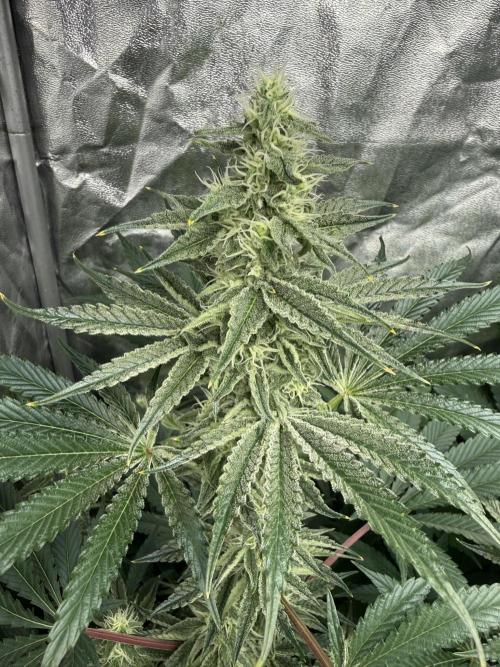 Seguimiento Royal Queen Seeds y Plagron. Week 8 - Sticky Queen
