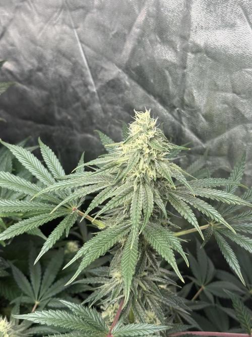 Seguimiento Royal Queen Seeds y Plagron. Week 8 - Sticky Queen