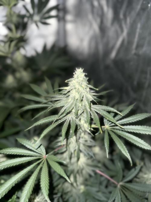 Seguimiento Royal Queen Seeds y Plagron. Week 8 - Sticky Queen