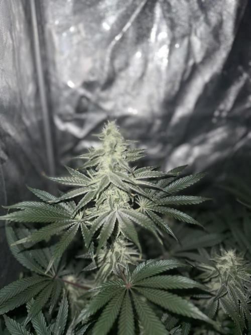 Seguimiento Royal Queen Seeds y Plagron. Week 8 - Sticky Queen