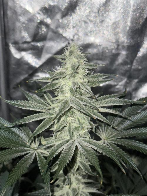 Seguimiento Royal Queen Seeds y Plagron. Week 8 - Sticky Queen