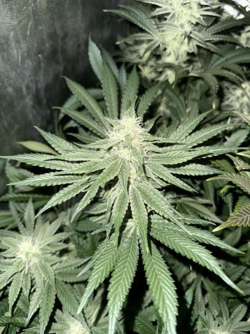 Seguimiento Royal Queen Seeds y Plagron. Week 8 - Sticky Queen