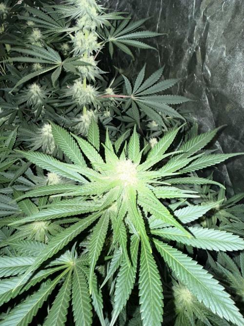 Seguimiento Royal Queen Seeds y Plagron. Week 8 - Purple Punch