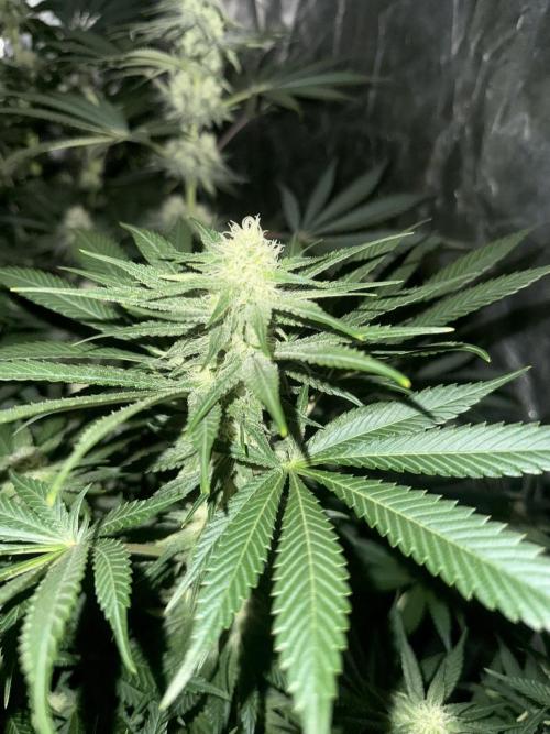 Seguimiento Royal Queen Seeds y Plagron. Week 8 - Purple Punch