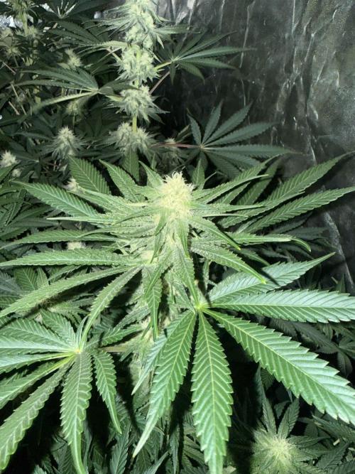 Seguimiento Royal Queen Seeds y Plagron. Week 8 - Purple Punch