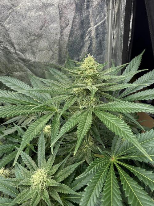 Seguimiento Royal Queen Seeds y Plagron. Week 8 - Purple Punch