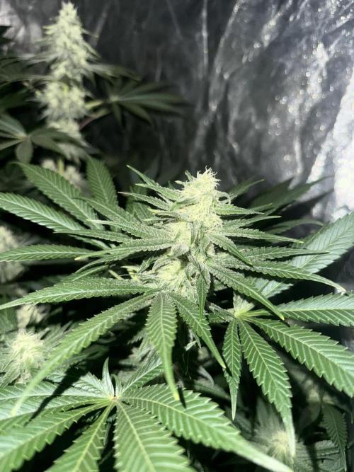Seguimiento Royal Queen Seeds y Plagron. Week 8 - Purple Punch
