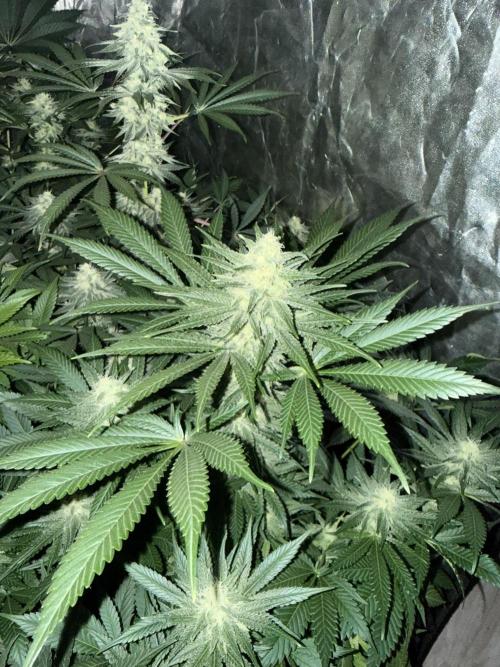 Seguimiento Royal Queen Seeds y Plagron. Week 8 - Purple Punch
