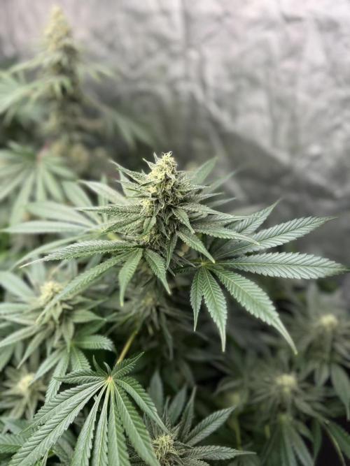 Seguimiento Royal Queen Seeds y Plagron. Week 8 - Purple Punch