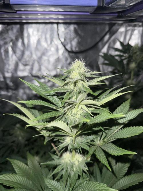 Seguimiento Royal Queen Seeds y Plagron. Week 8