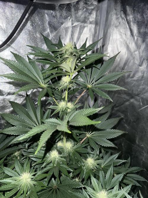 Seguimiento Royal Queen Seeds y Plagron. Week 8 - Isla Mirage