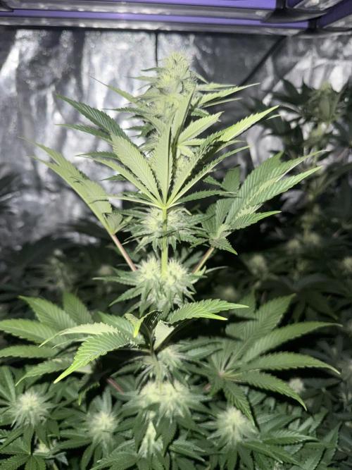 Seguimiento Royal Queen Seeds y Plagron. Week 8 - Isla Mirage