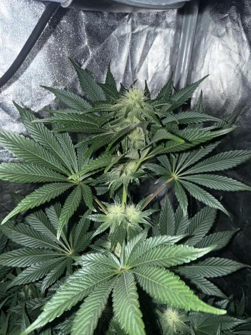Seguimiento Royal Queen Seeds y Plagron. Week 8 - Isla Mirage