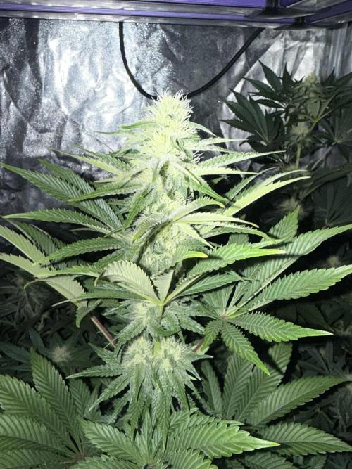Seguimiento Royal Queen Seeds y Plagron. Week 8 - Isla Mirage